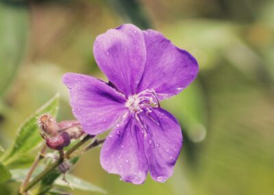 Flora y fauna en Sacha Waysa