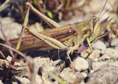 Flora y fauna en Sacha Waysa