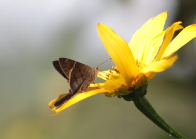Flora y fauna en Sacha Waysa