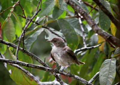 Aves del oriente ecuatoriano