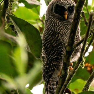 Black banded wol-Strix huhula